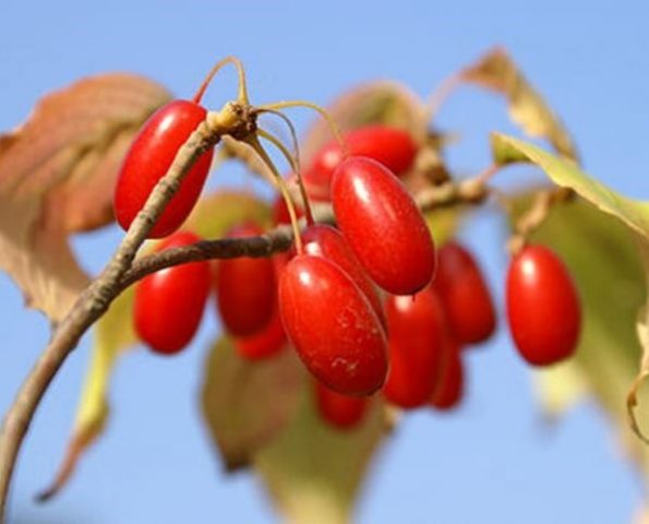 Dogwood for diabetics