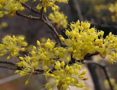 Dogwood for diabetics