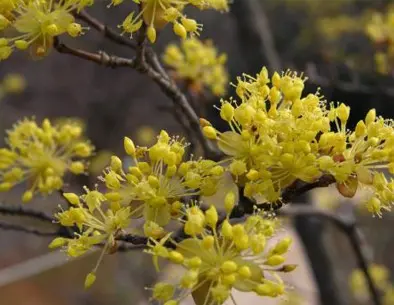 Dogwood for diabetics