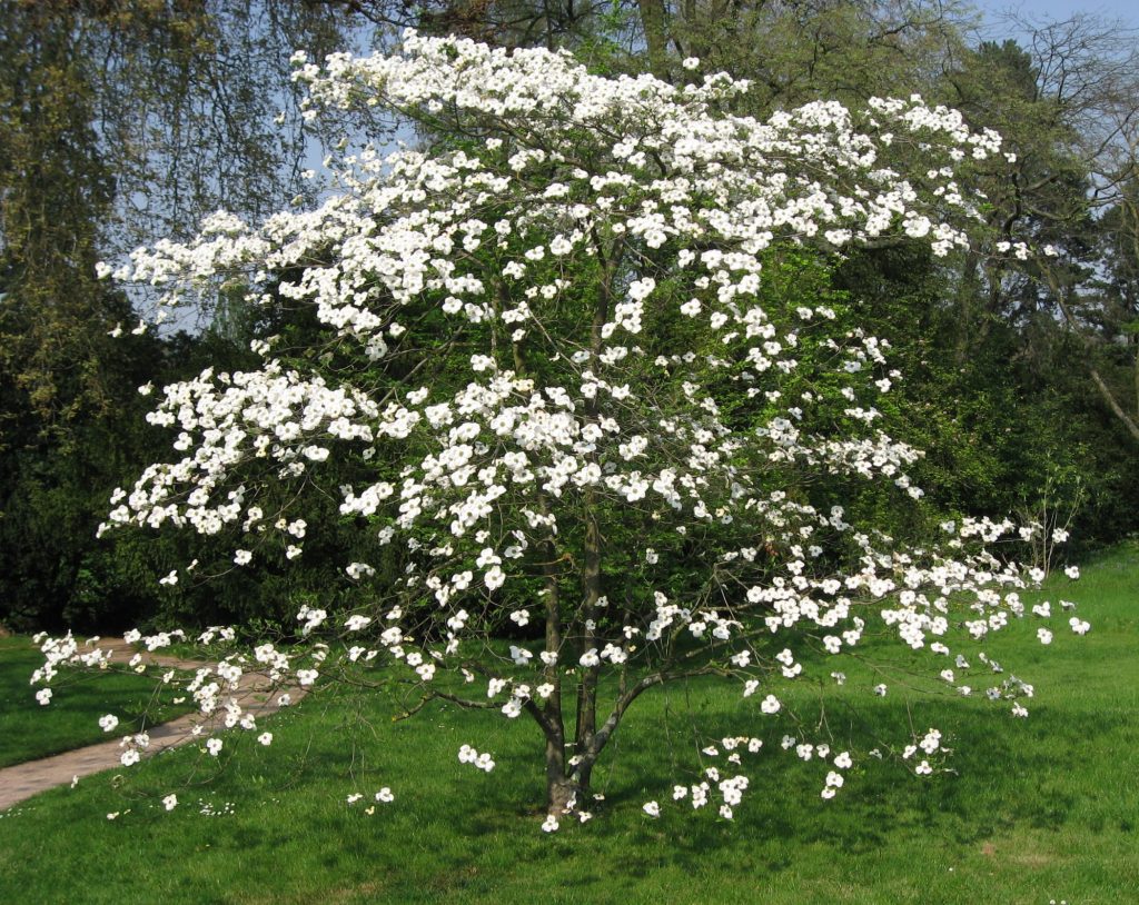 Dogwood: planting and care at home, the secrets of fruiting