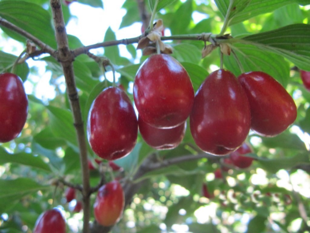 Dogwood: planting and care at home, the secrets of fruiting