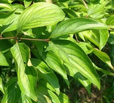 Dogwood: planting and care in the open field