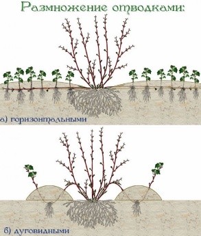 Dogwood: planting and care in the open field