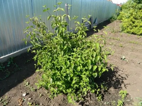 Dogwood: planting and care in the open field