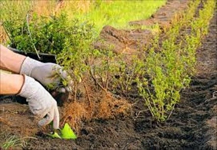 Dogwood: planting and care in the open field