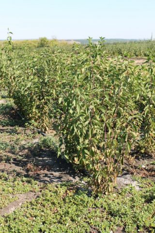 Dogwood: planting and care in the open field