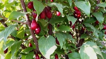 Dogwood: planting and care in the open field