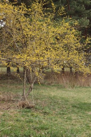 Dogwood: planting and care in the open field