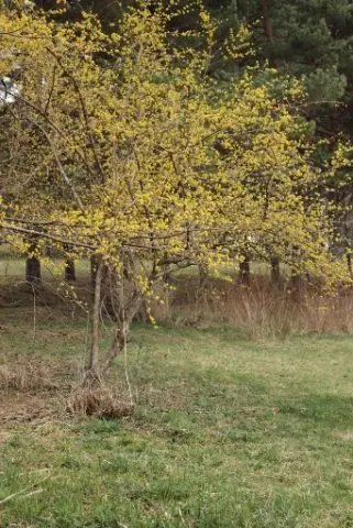 Dogwood: planting and care in the open field