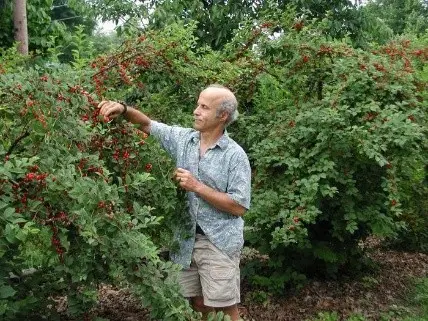 Dogwood: planting and care in the open field