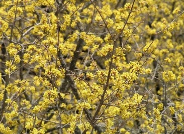 Dogwood: planting and care in the open field