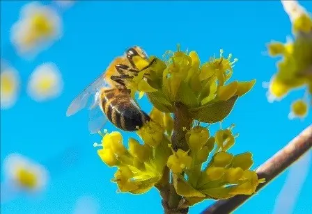 Dogwood: planting and care in the open field