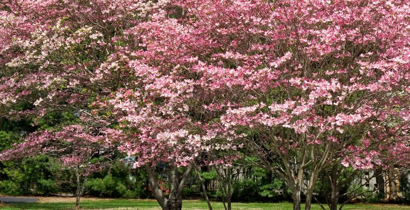 Dogwood: planting and care in the open field