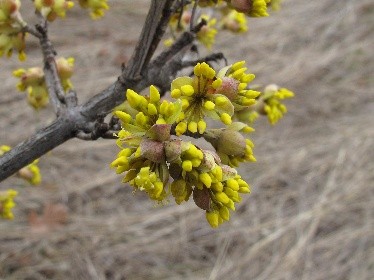 Dogwood: planting and care in the open field