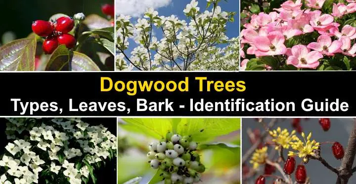 Dogwood varieties: description, characteristics, distinctive features