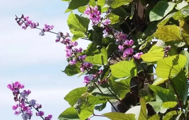 Dolichos - curly lilac (hyacinth beans): varieties with descriptions, photos and reviews