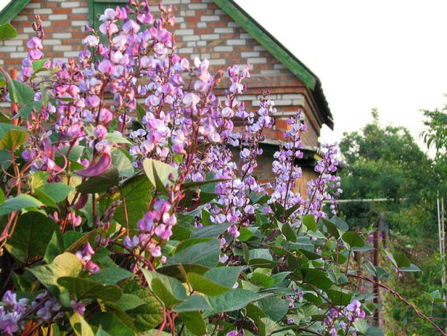 Dolichos - curly lilac (hyacinth beans): varieties with descriptions, photos and reviews