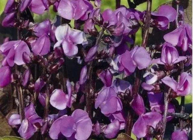 Dolichos - curly lilac (hyacinth beans): varieties with descriptions, photos and reviews