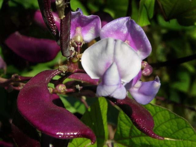 Dolichos - curly lilac (hyacinth beans): varieties with descriptions, photos and reviews