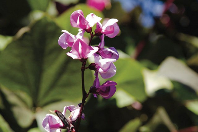 Dolichos - curly lilac (hyacinth beans): varieties with descriptions, photos and reviews