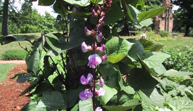 Dolichos &#8211; curly lilac (hyacinth beans): varieties with descriptions, photos and reviews