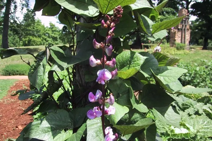 Dolichos &#8211; curly lilac (hyacinth beans): varieties with descriptions, photos and reviews