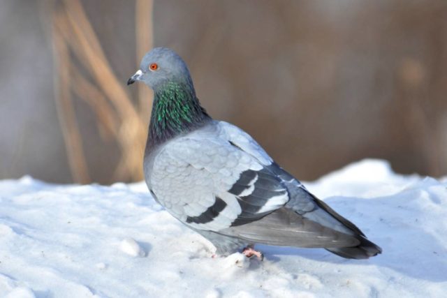 Domestic pigeons: breeds with photos