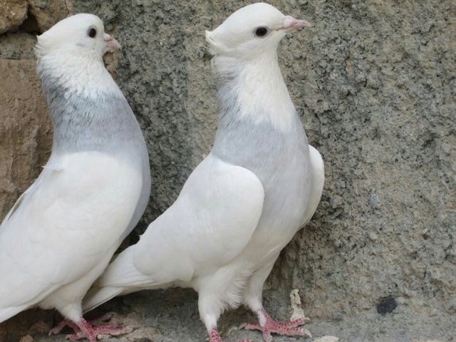 Domestic pigeons: breeds with photos