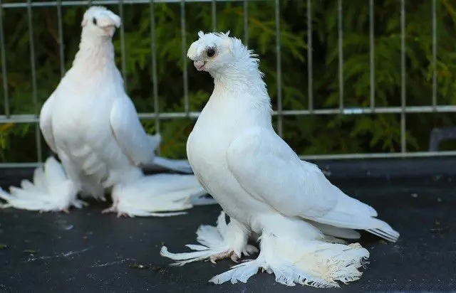 Domestic pigeons: breeds with photos