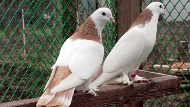 Domestic pigeons: breeds with photos