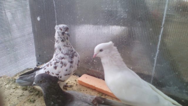 Domestic pigeons: breeds with photos