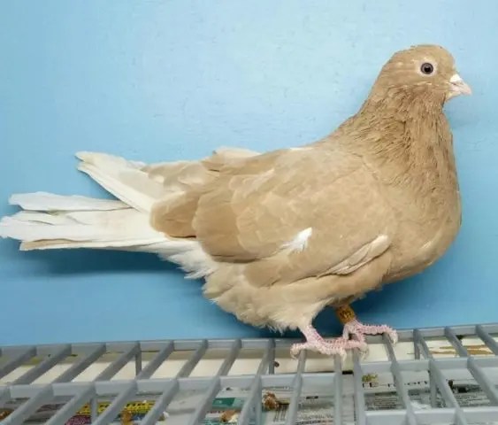 Domestic pigeons: breeds with photos