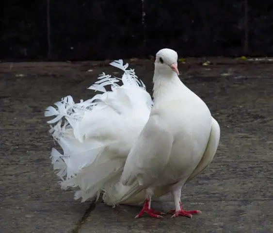 Domestic pigeons: breeds with photos