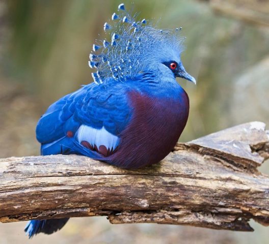 Domestic pigeons: breeds with photos