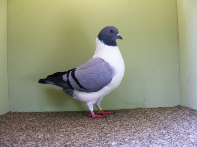 Domestic pigeons: breeds with photos