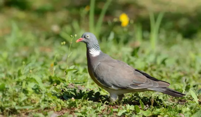 Domestic pigeons: breeds with photos