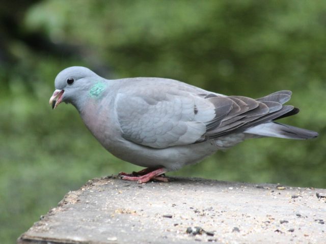 Domestic pigeons: breeds with photos