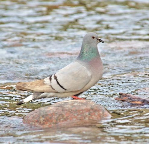 Domestic pigeons: breeds with photos