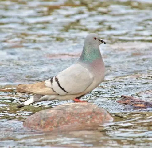 Domestic pigeons: breeds with photos