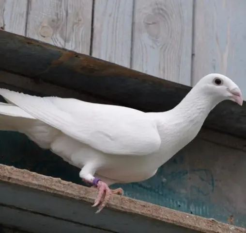 Domestic pigeons: breeds with photos