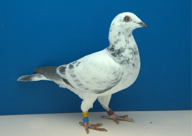 Domestic pigeons: breeds with photos