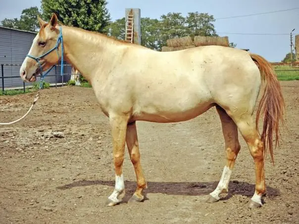 Don horse breed