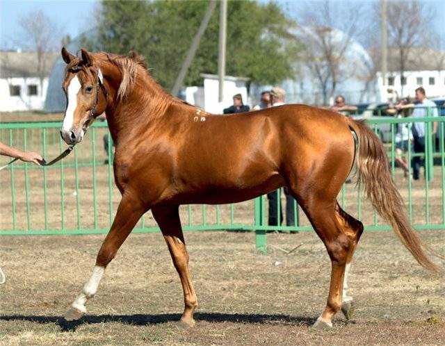 Don horse breed