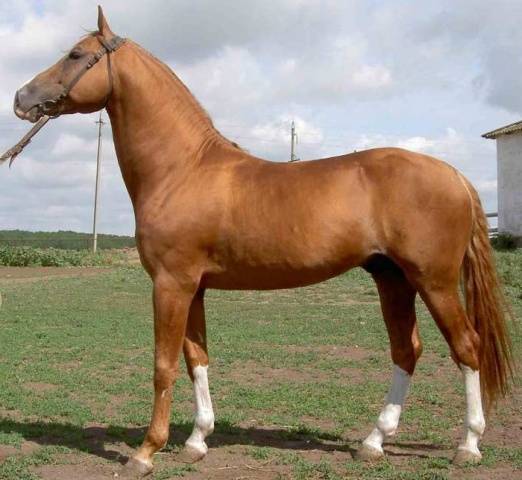 Don horse breed