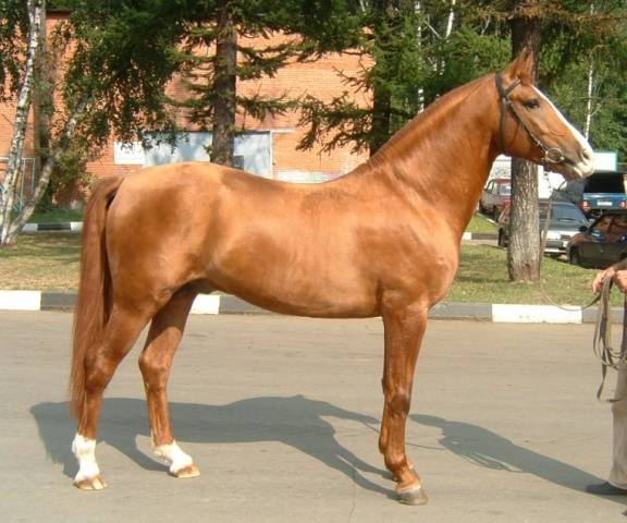 Don horse breed