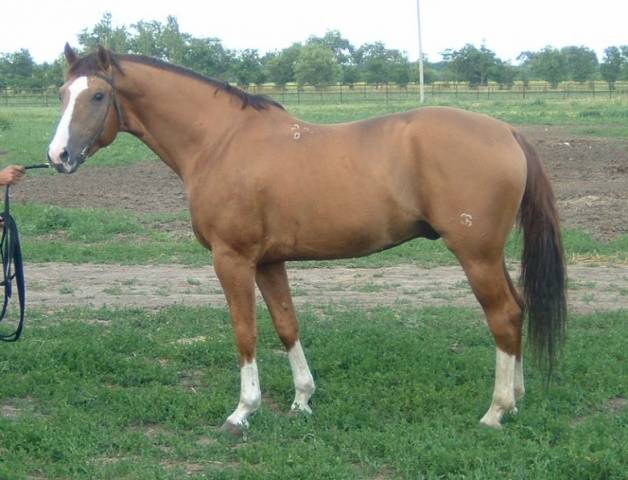 Don horse breed