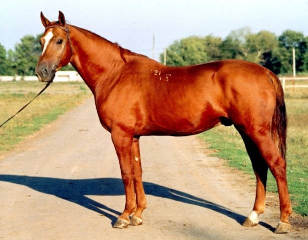 Don horse breed