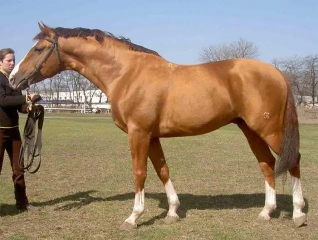 Don horse breed