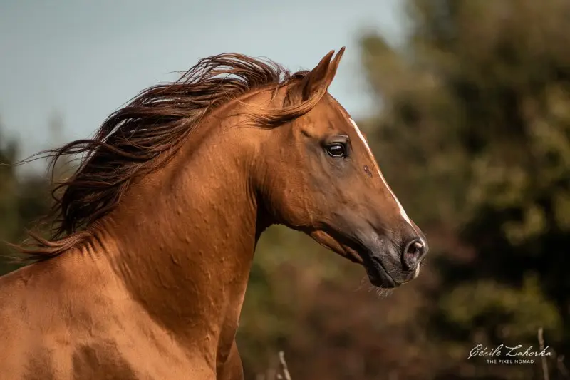 Don horse breed