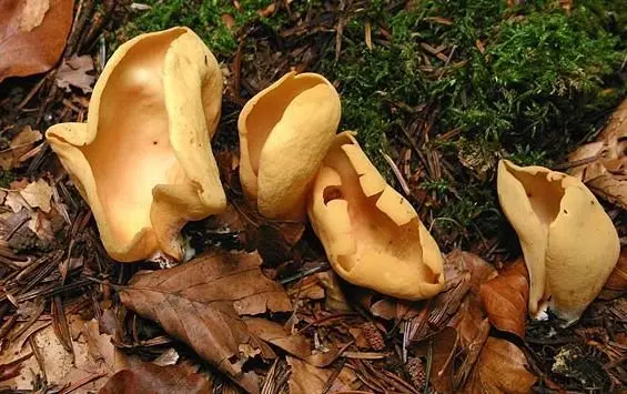 Donkey ear (Otidea donkey) (Otidea onotica) photo and description